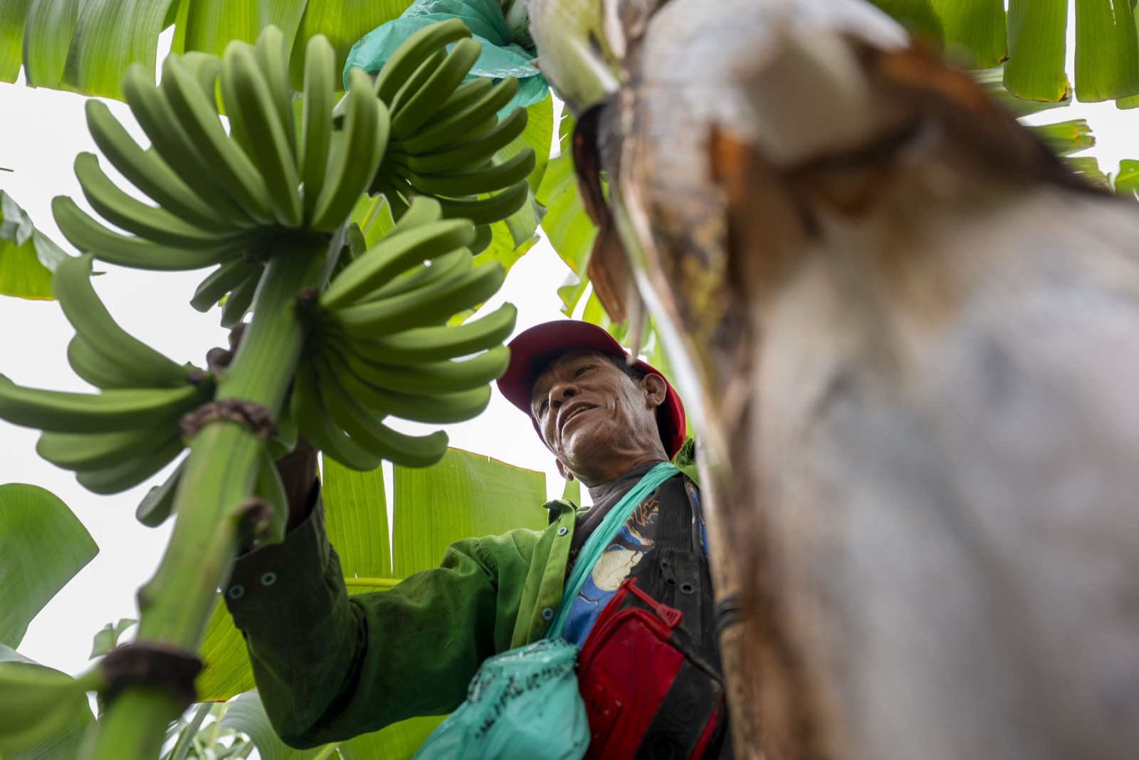 Productor cosechando banano org&aacute;nico