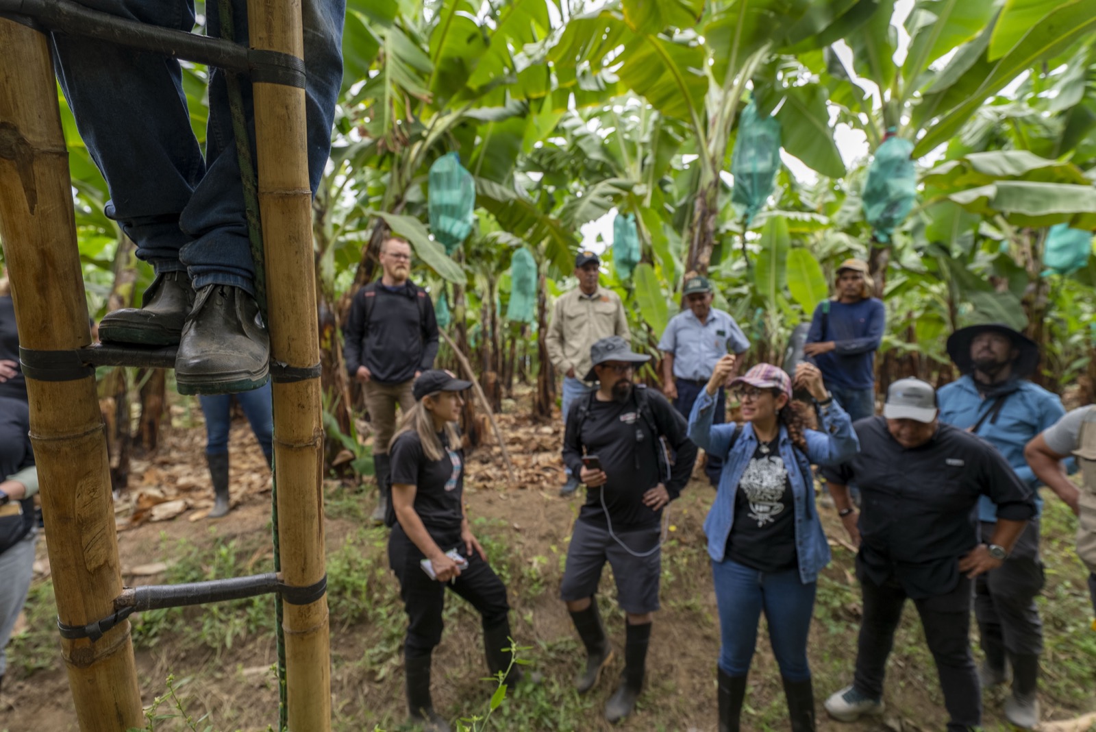 Visitantes observando cosecha de banano en plantaci&oacute;n