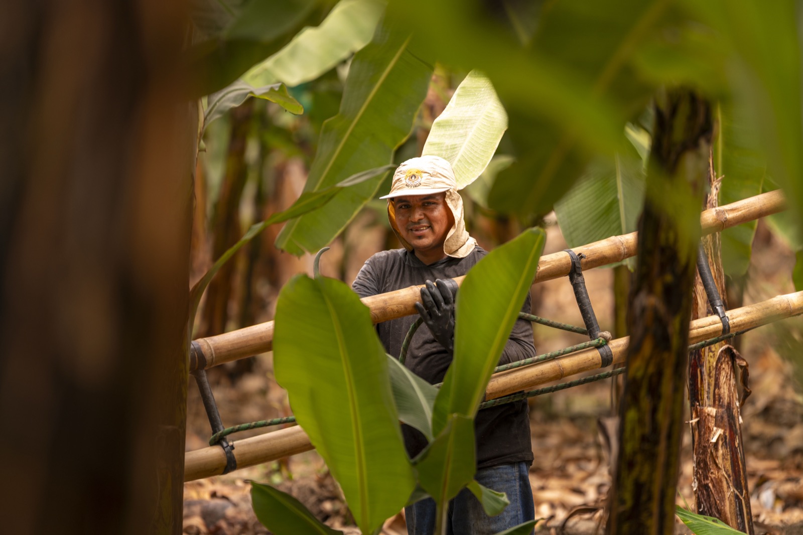 Trabajador entre plantaci&oacute;n de banano