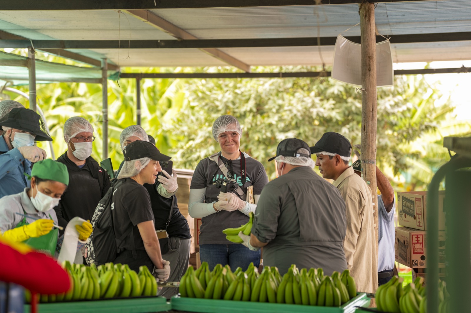 Proceso de selecci&oacute;n y empaque de banano
