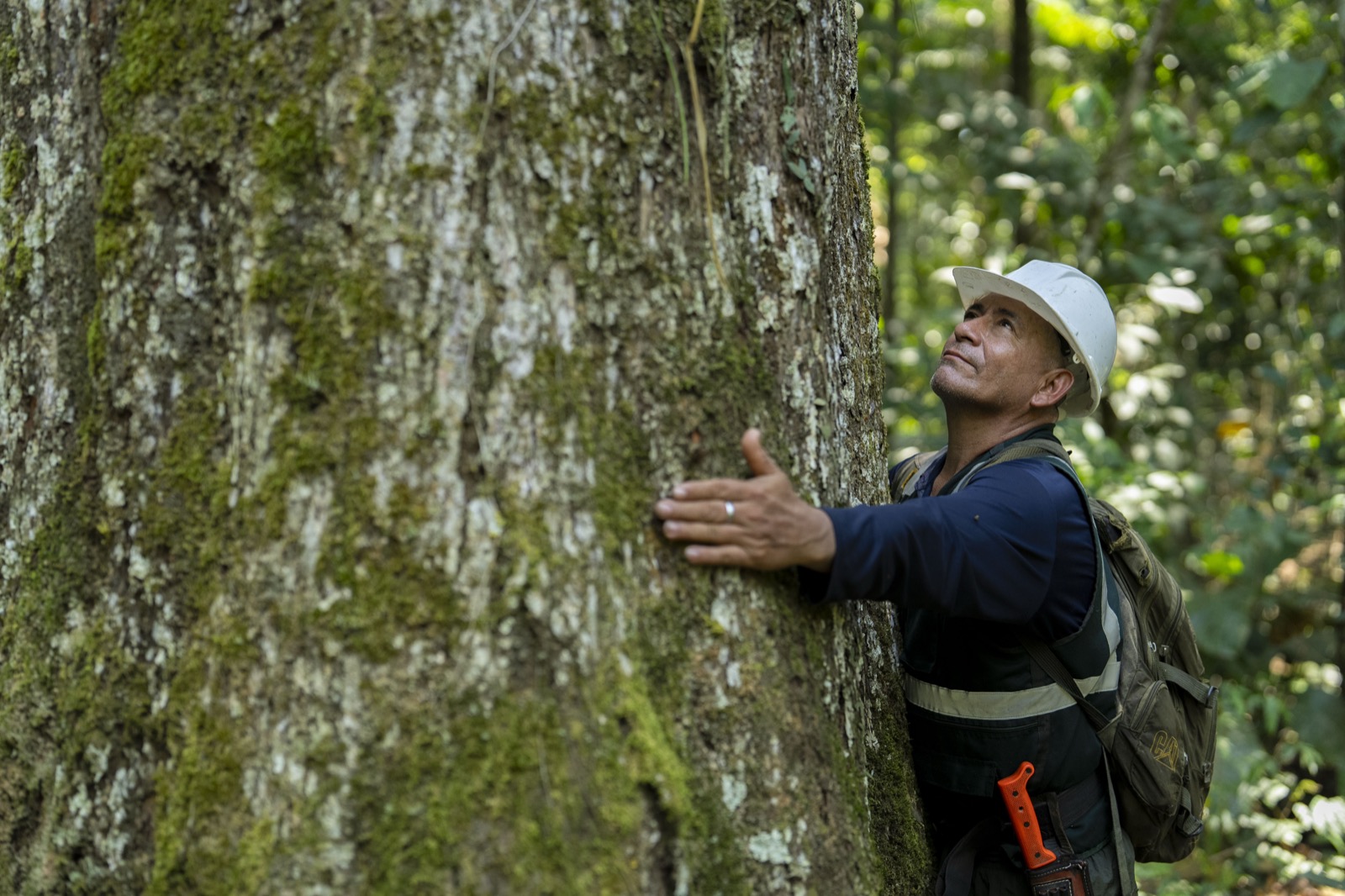 Casta&ntilde;ero abrazando &aacute;rbol centenario en la concesi&oacute;n de INARSAC