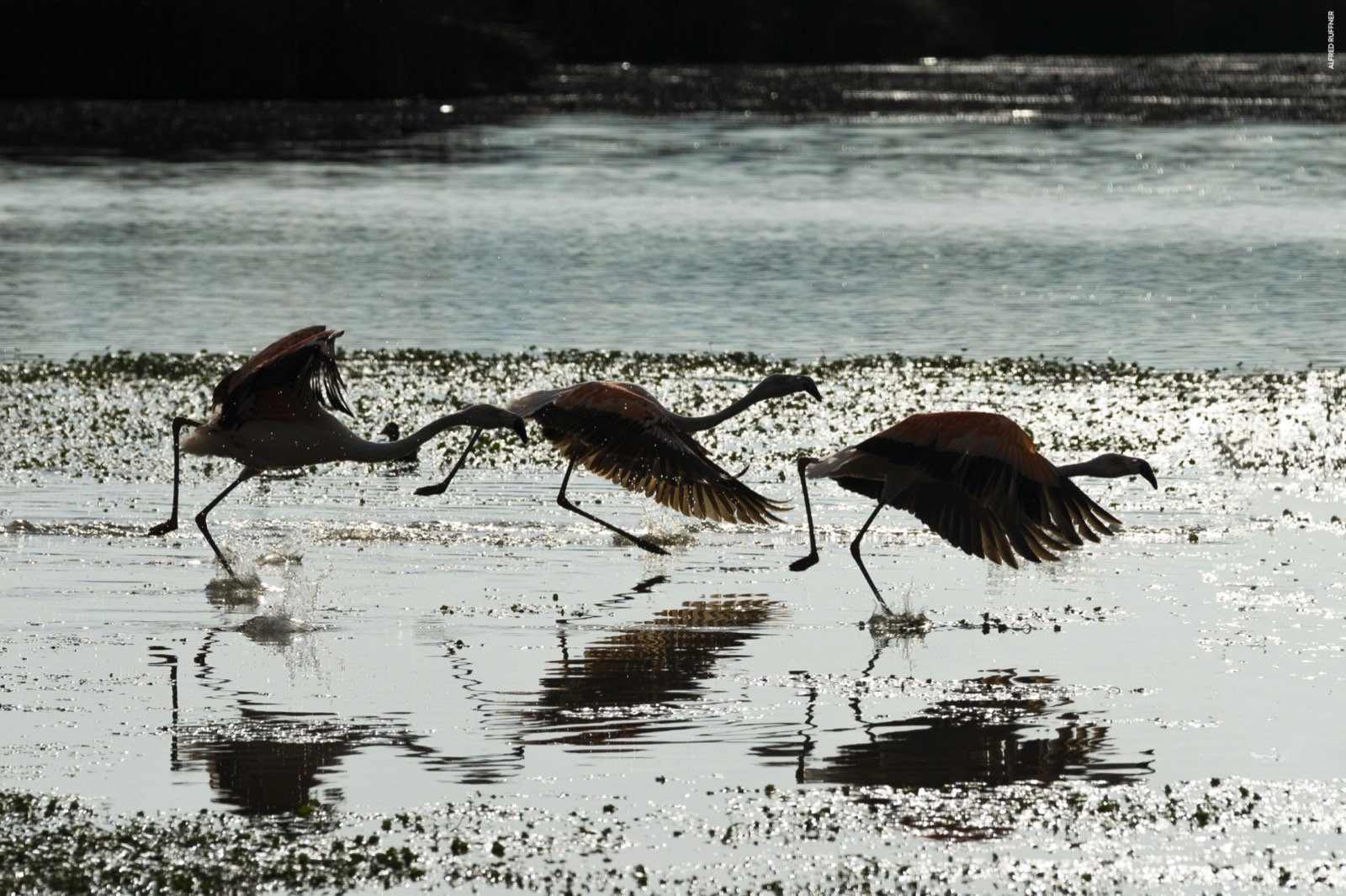 Flamingos taking flight from lagoon