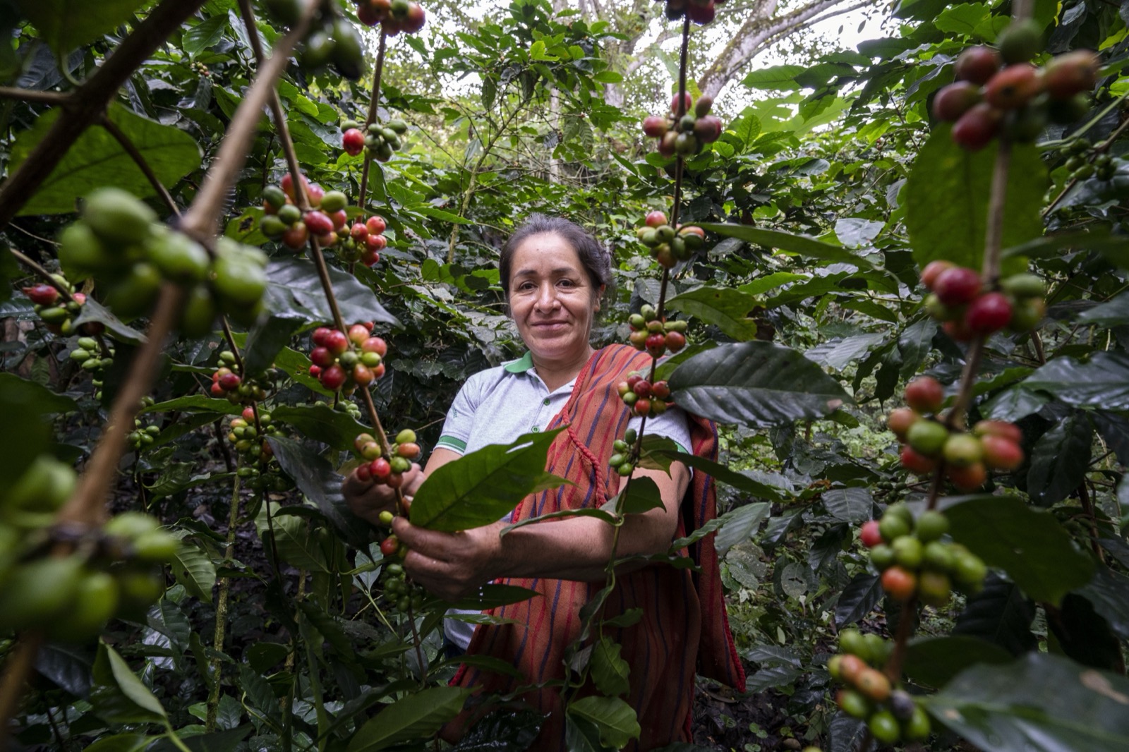 Woman in coffee plantation