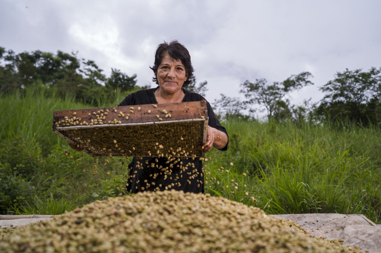 Woman sorting coffee beans