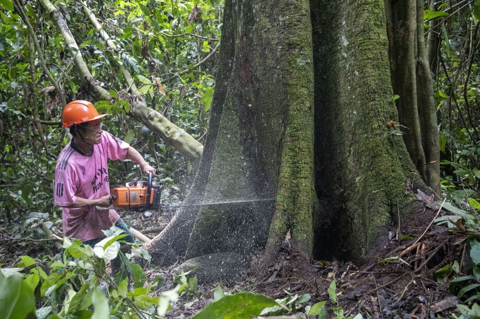 Logger working with chainsaw