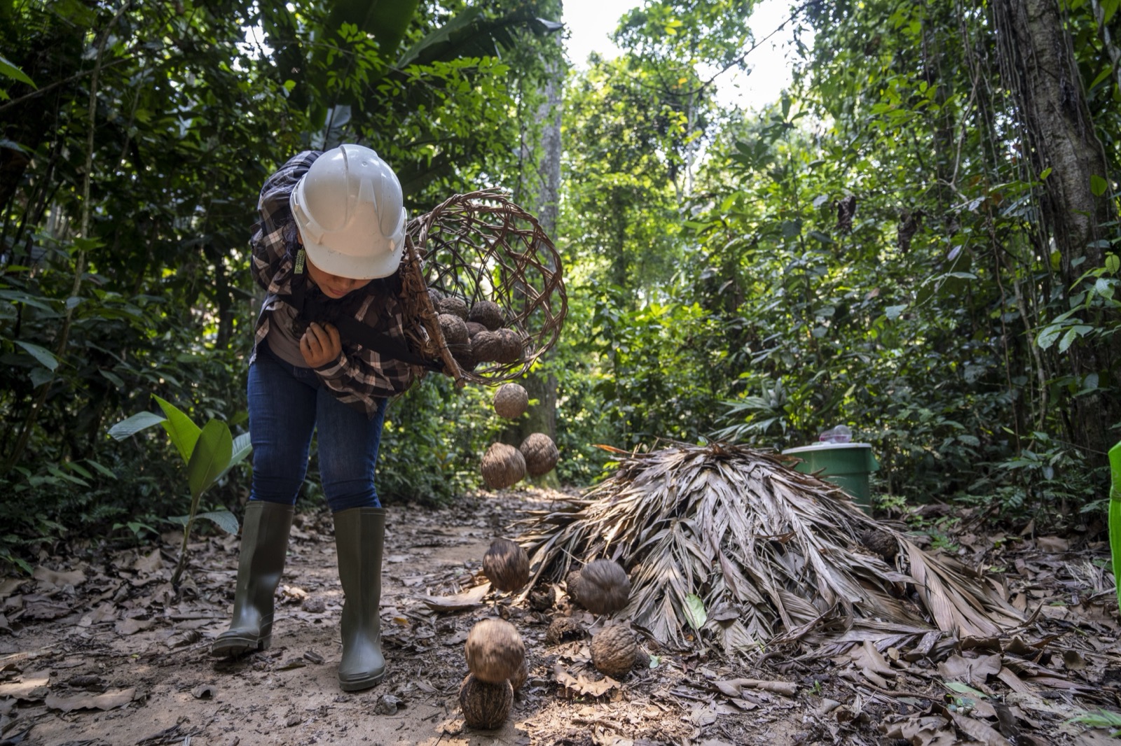 Woman collecting coconuts in forest