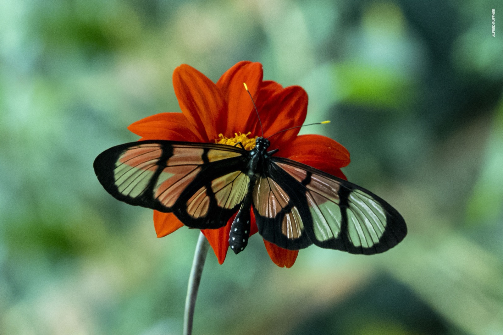 Glasswing butterfly on red flower