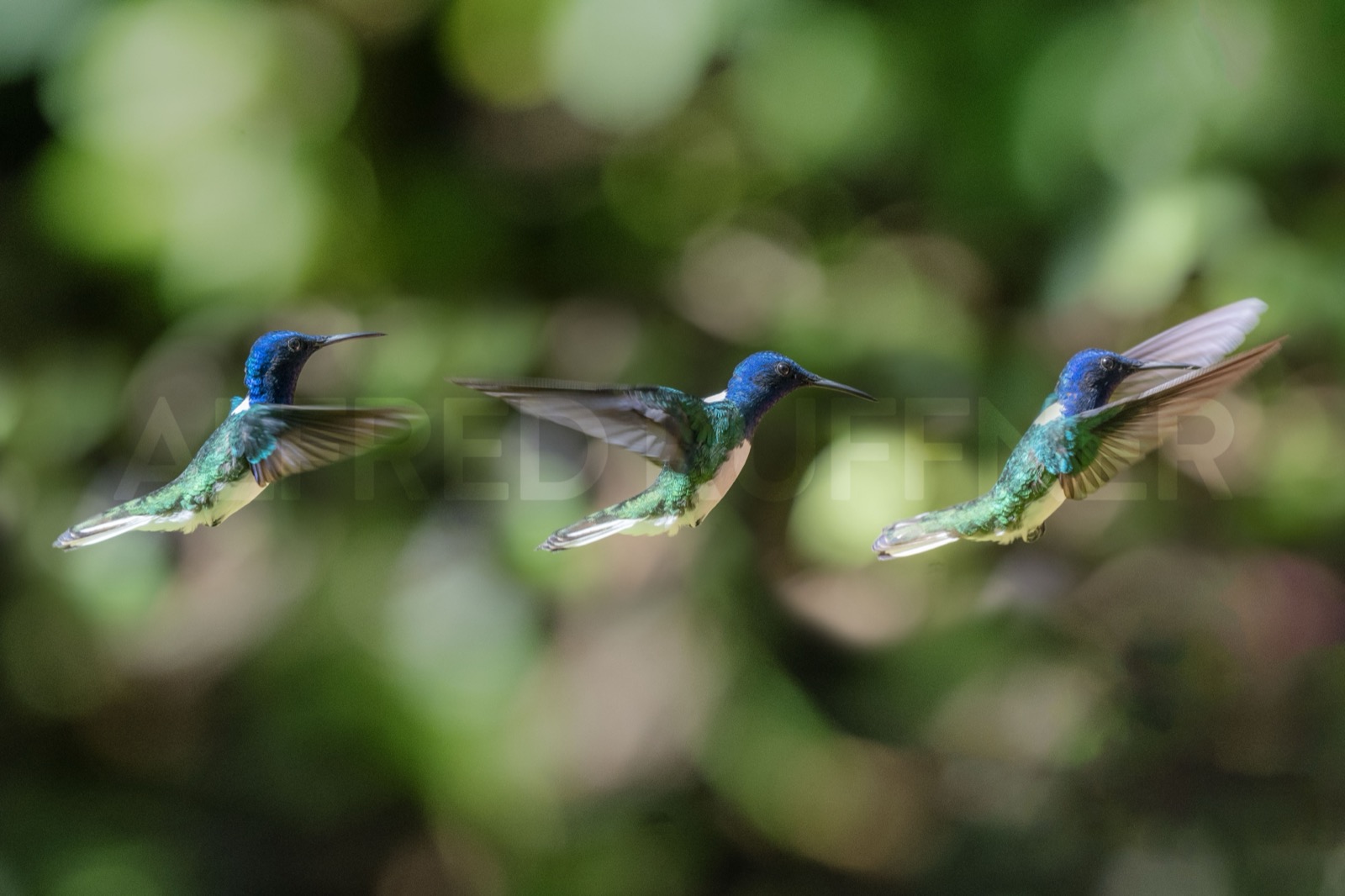 Hummingbirds in flight composite
