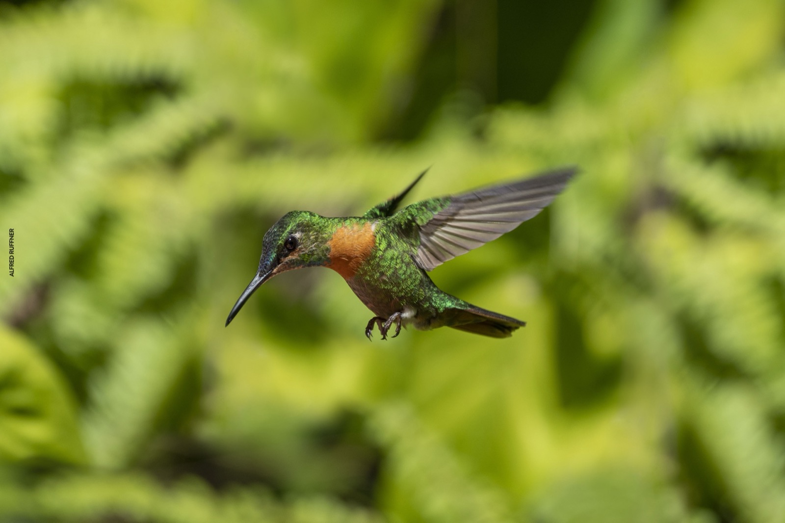 Hummingbird hovering