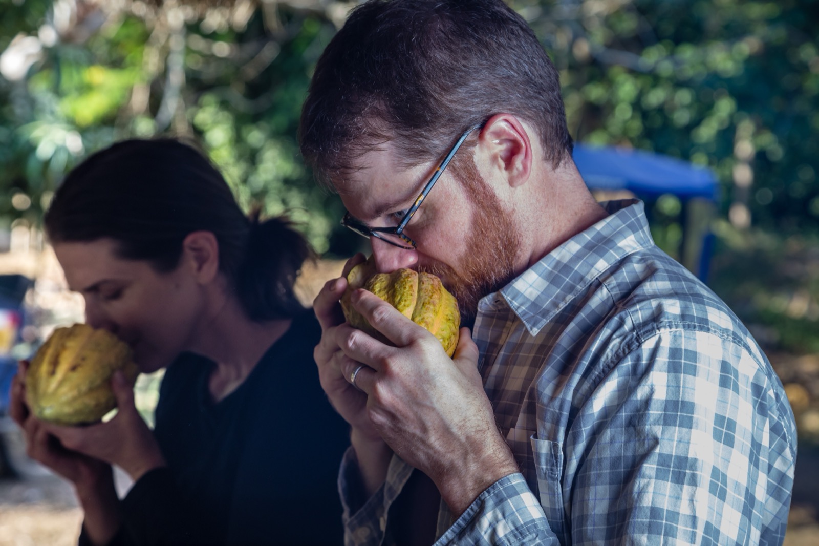 Visitors smelling cacao pods