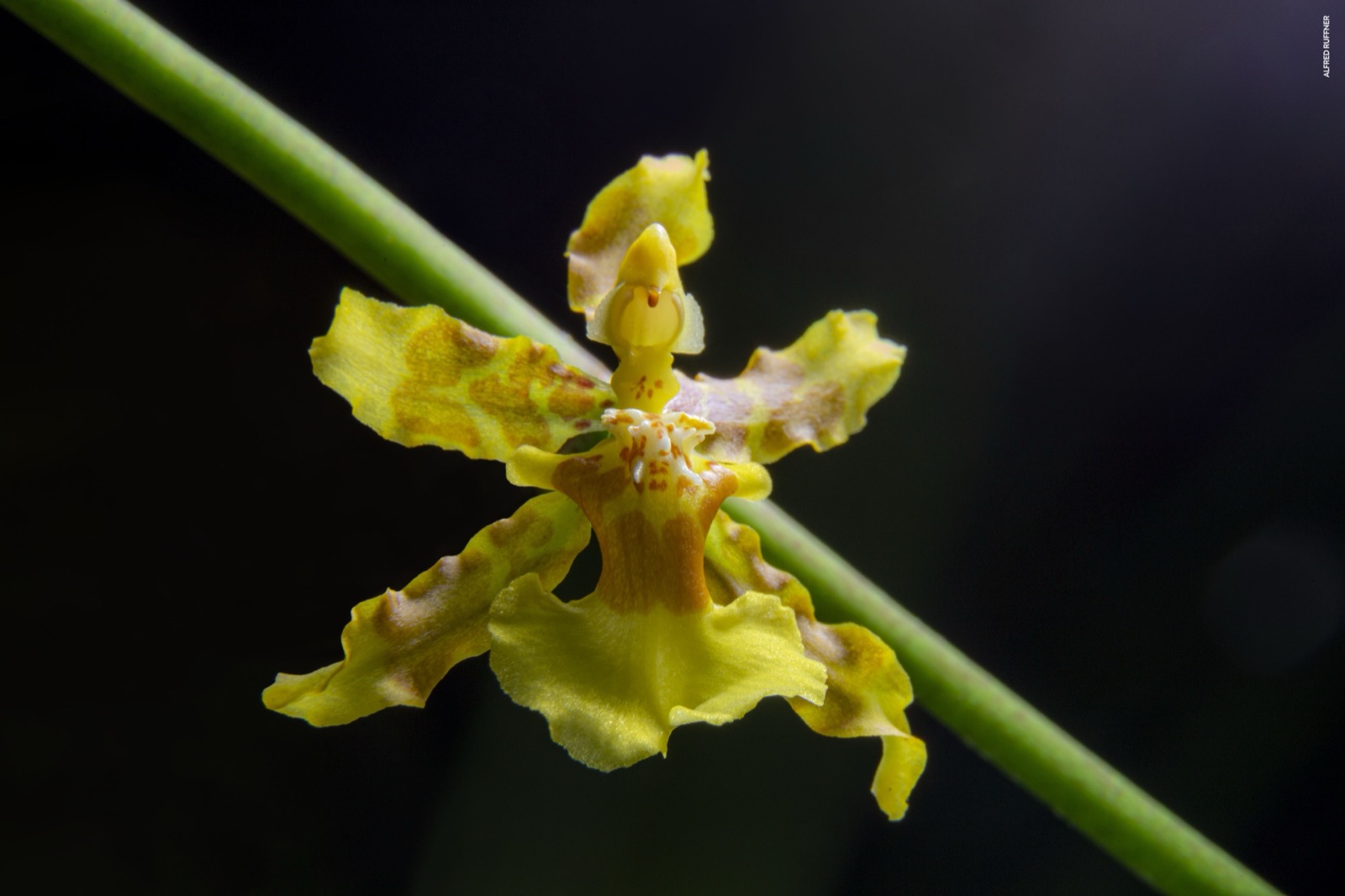 Yellow orchid macro