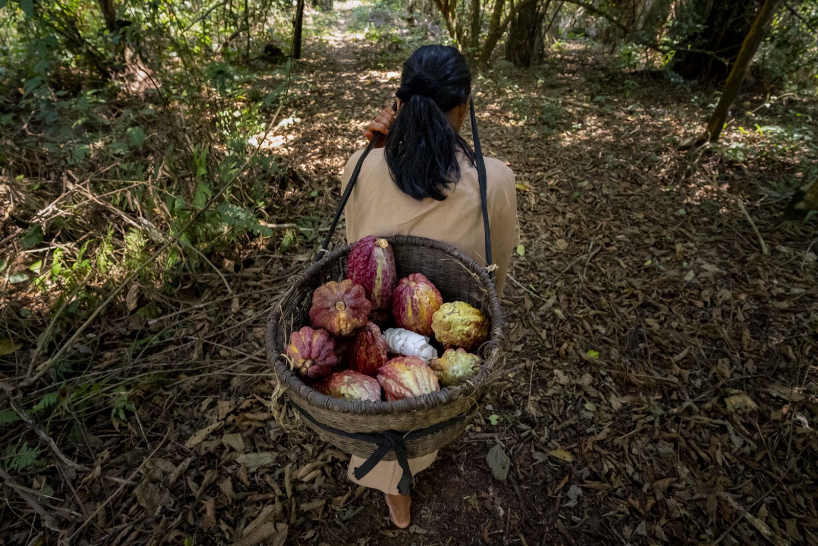 Woman carrying cacao pods