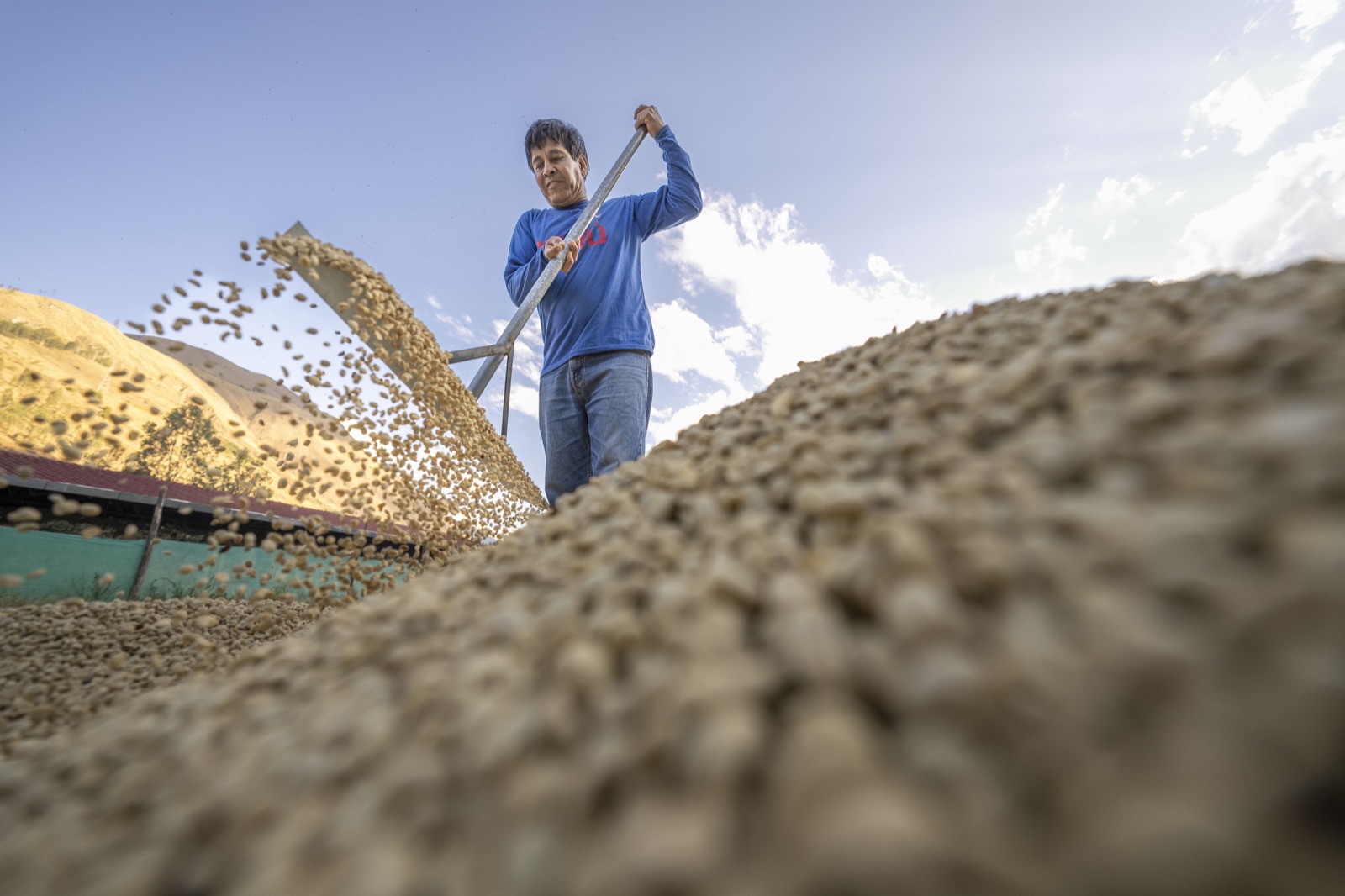 Coffee farmer drying beans