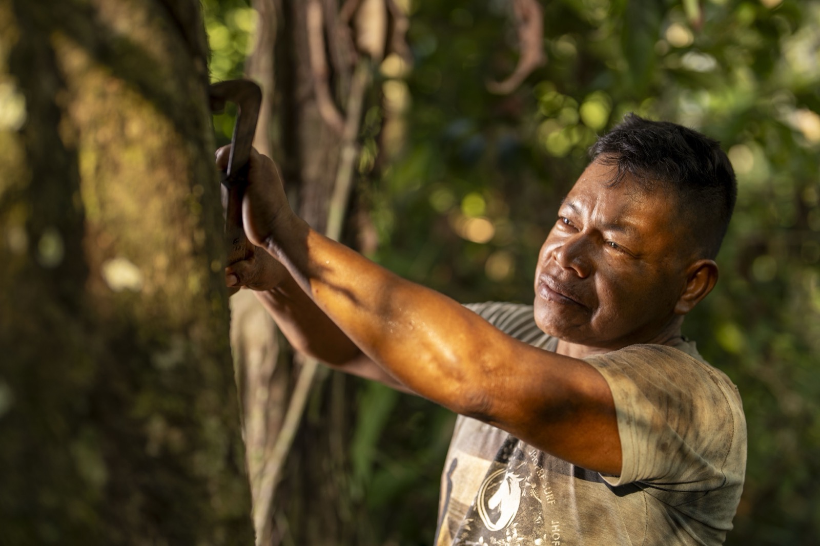 Man harvesting rubber from shiringa tree